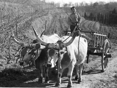 Foto di un carro di buoi con conducente