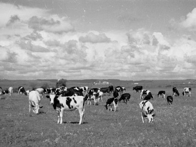 Foto di vacche al pascolo