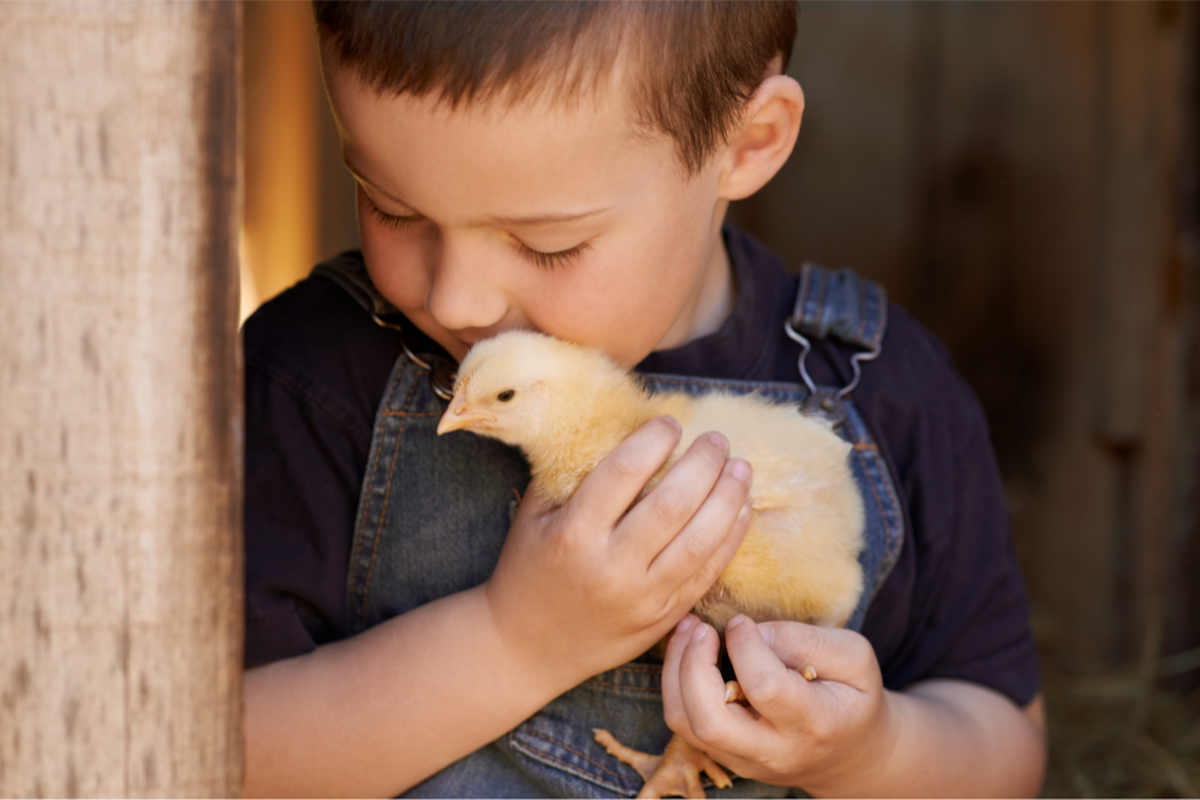 bimbo con gallina in braccio