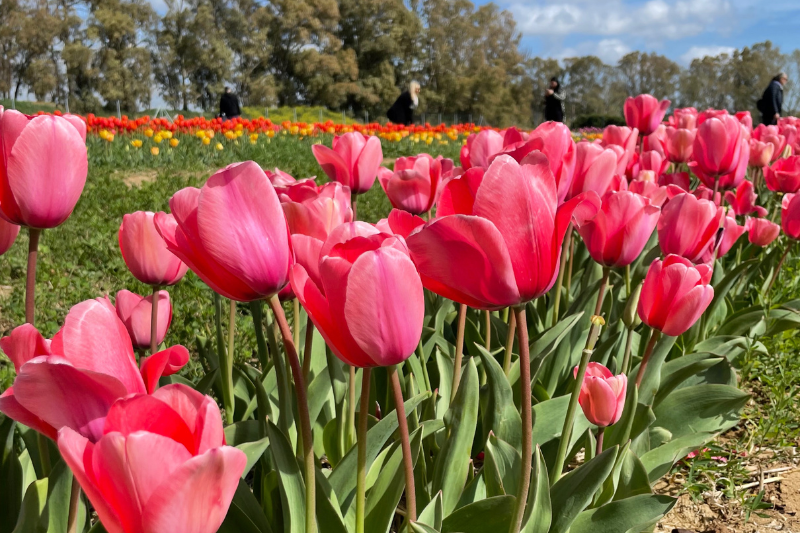Campo di tulipani con allestimenti primaverili e decorazioni a tema