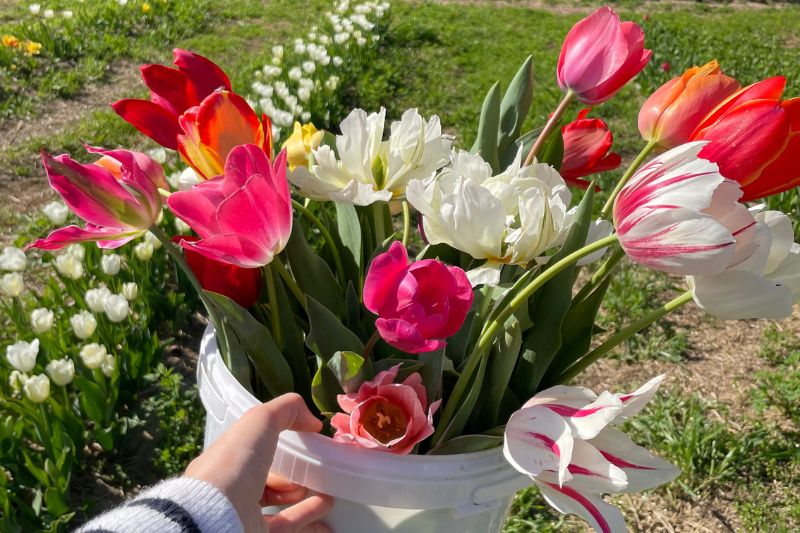 Mano che tiene un secchio di tulipani