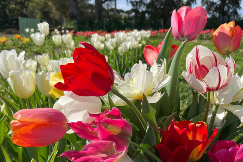 Giovane donna sorridente che tiene una zucca arancione davanti a una struttura espositiva in legno piena di zucche di varie dimensioni in un ambiente naturale autunnale