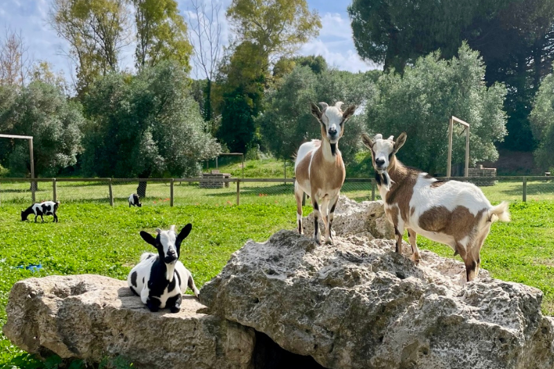 Famiglie sedute ai tavoli di legno all'aperto sotto gli alberi durante i laboratori di lavorazione delle zucche, con bambini e adulti che partecipano alle attività creative in un ambiente naturale