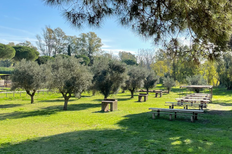 Gruppo di capre domestiche bianche e marroni che guardano verso la fotocamera in un prato verde della fattoria, con alberi e strutture agricole sullo sfondo sotto un cielo nuvoloso