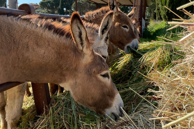 Papà e bambino che partecipano insieme a una gara con i sacchi di juta su un prato, con altri visitatori e balle di fieno sullo sfondo durante l'evento autunnale