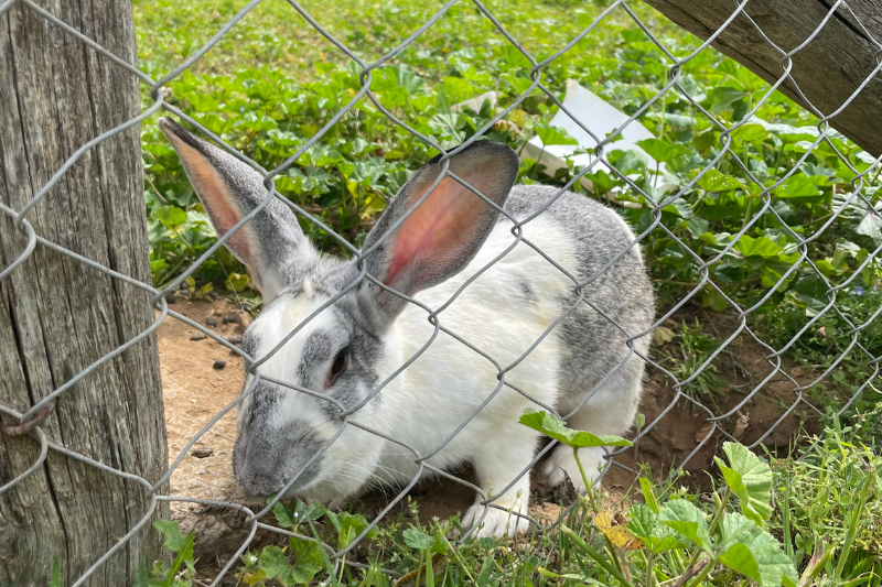 Elegante allestimento autunnale con tavolo di ferro battuto bianco decorato con ceste di vimini piene di zucche arancioni, lanterne bianche, mazzi di grano e foglie colorate, con persone sullo sfondo che godono dell'atmosfera dell'evento