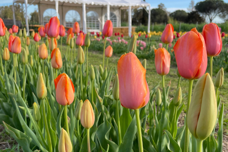 Trattore agricolo arancione con rimorchio carico di zucche di Halloween arancioni disposte su balle di fieno, in un campo verde con visitatori sullo sfondo che esplorano l'area del pumpkin patch