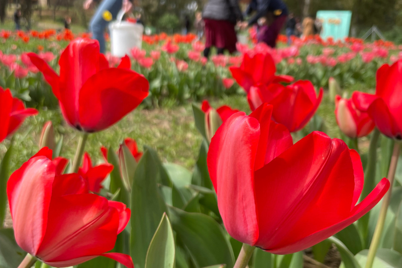 Papà e bambino che partecipano insieme a una gara con i sacchi di juta su un prato, con altri visitatori e balle di fieno sullo sfondo durante l'evento autunnale