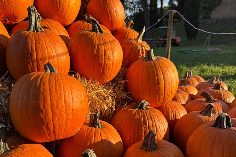 Mano che tiene una zucca di Halloween intagliata con volto sorridente e denti bianchi, con visitatori dell'evento sullo sfondo in un'area con gazebo e alberi