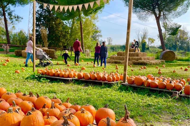 Trattore agricolo arancione con rimorchio carico di zucche di Halloween arancioni disposte su balle di fieno, in un campo verde con visitatori sullo sfondo che esplorano l'area del pumpkin patch