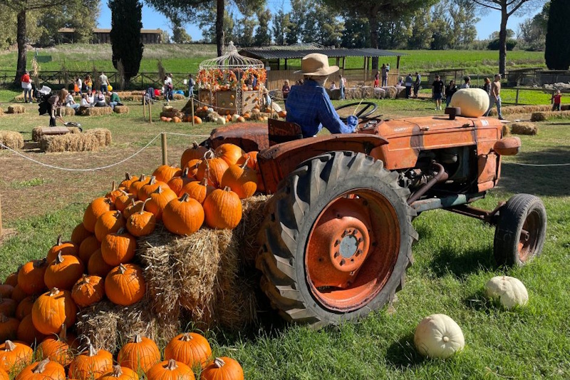 Trattore agricolo arancione con rimorchio carico di zucche di Halloween arancioni disposte su balle di fieno, in un campo verde con visitatori sullo sfondo che esplorano l'area del pumpkin patch