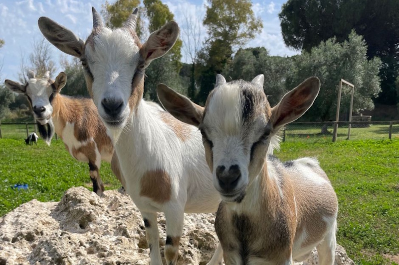 Gruppo di capre domestiche bianche e marroni che guardano verso la fotocamera in un prato verde della fattoria, con alberi e strutture agricole sullo sfondo sotto un cielo nuvoloso